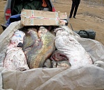 На астраханской трассе полиция изъяла у иногороднего водителя полтонны рыбы