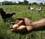 Астраханские фермеры получат 30 миллионов рублей