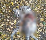 На севере Астраханской области неизвестный вспарывает кошкам животы