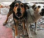 Под Астраханью нашли труп пенсионерки со следами укусов на теле