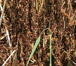 10 казней астраханских. В сети обсуждают видео атаки полчища саранчи