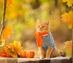 В Астрахани наступит бабий октябрь: месяц начнется и завершится теплом