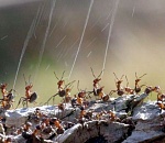 На севере Астраханской области из муравейника забил фонтан