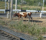 Электропастухов на ПривЖД устанавливают в Астраханской области