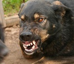 В Астрахани бездомная собака искусала лицо 12-летней девочке