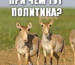 Заказник «Степной» под Астраханью подвергся калмыцко-монголькому нашествию
