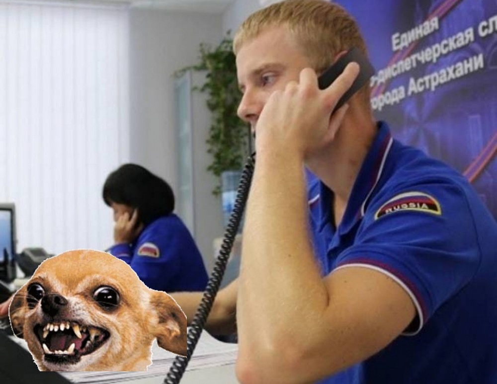 На горячую линию по нападению собак астраханцы позвонили 1357 раз