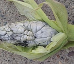 Фото дня. У астраханца выросла жуткая кукуруза