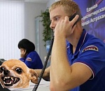 На горячую линию по нападению собак астраханцы позвонили 1357 раз