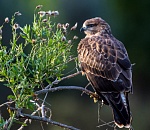 Записки астраханского натуралиста. Хищные птицы. Канюки