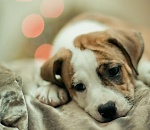 В Астрахани продолжается массовая травля бездомных животных