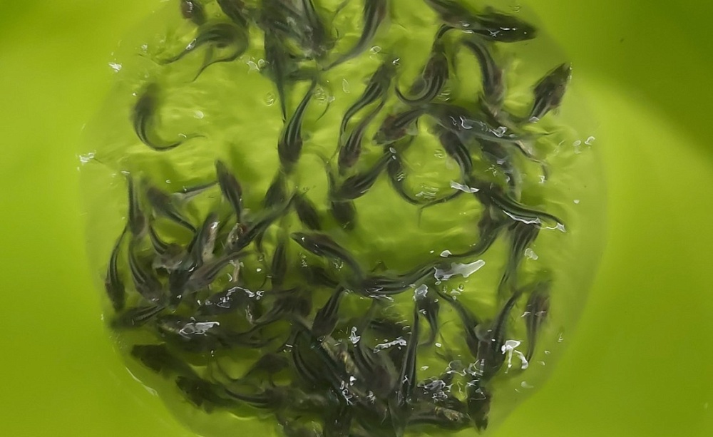 В Астрахани состоялся первый в этом году выпуск царской рыбы