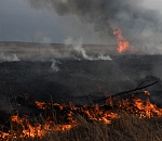 В Астрахани на большой площади горит камыш