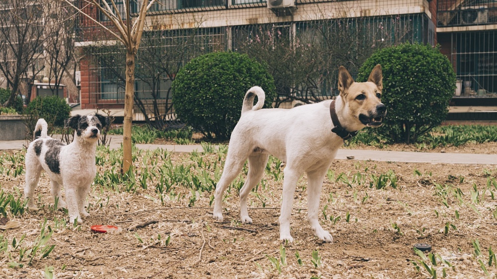 Более 500 астраханцев оштрафовали за самовыгул собак