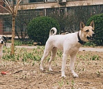 Более 500 астраханцев оштрафовали за самовыгул собак