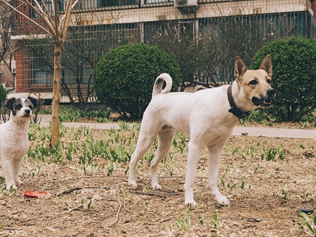 Более 500 астраханцев оштрафовали за самовыгул собак