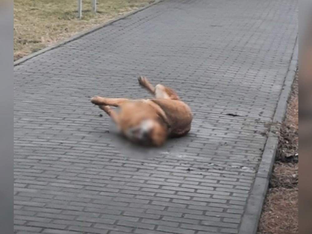 Астраханская полиция ищет очевидцев возможного отравления собаки в Братском саду