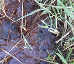 После публикации «ПУНКТ-А» трубу, которая топила двор астраханца, отремонтировали