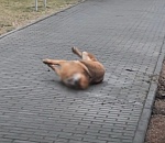 Астраханская полиция ищет очевидцев возможного отравления собаки в Братском саду