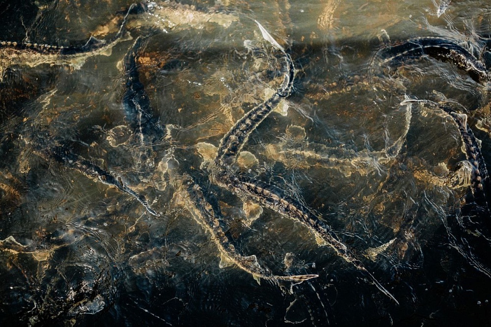 Астраханец лишился машины и получил срок за дорогую и редкую находку