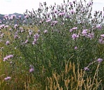 В Астраханской области обнаружен опасный сорняк