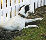 Собаки толкнули астраханца на преступление