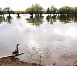 Астраханской области добавили воды… и продлили «рандеву» с мошкой