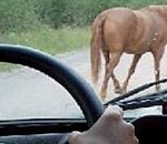 Под Астраханью лошадь стала причиной ДТП: никто из проезжавших водителей не оказал помощь пострадавшему мужчине