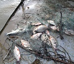 Астраханские полицейские освобождают водоемы от многометровых сетей