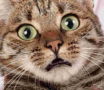 Астраханские приставы массово продают жилье должников