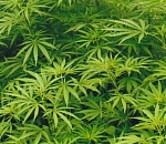 Астраханец разгуливал с полкило наркотиков наперевес