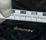 Служебный пес нашел наркотики на астраханской границе