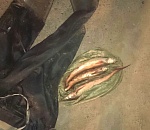 Под Астраханью полиция изъяла у водителя-браконьера стерлядь