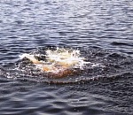 В Астраханской области во время плавания утонул житель Элисты