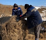 И снова редчайшие: астраханские солепромышленники спасают диких антилоп