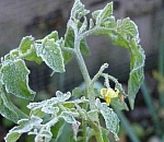 В Астрахань идут заморозки, могут погибнуть посадки