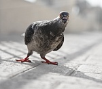 Почти половина астраханцев считают себя «голубями»