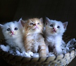 Живодеры среди нас: астраханка замуровала котят, чтобы они не портили имущество