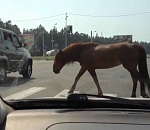 Очередная скотина спровоцировала ДТП в Астрахани