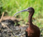 Записки астраханского натуралиста. Каравайка, представитель ибисовых
