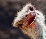 Губернатор предлагает кормить астраханских гостей огромной яичницей из страусиных яиц