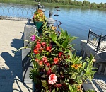 Ко Дню города в центре Астрахани высадили больше 50 тысяч цветов