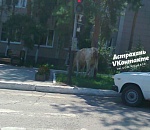 У администрации Трусовского района вновь пасутся коровы