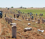 Енотаевские фермеры собрали раннего картофеля на 75 процентов больше, чем в 2013 г. 