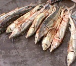 У астраханца полиция изъяла почти полтонны осетра