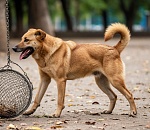 Какие штрафы грозят астраханцам, мешающим отлову собак