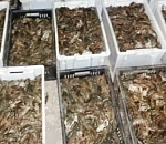 В Астрахани остановили машину с 418 кг раков без документов