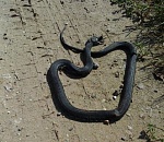 Астраханцы привозят с рыбалки неприятные сюрпризы