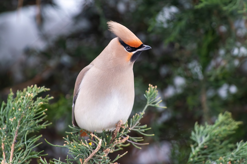Записки астраханского натуралиста. Свиристели, гости с Севера