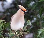 Записки астраханского натуралиста. Свиристели, гости с Севера